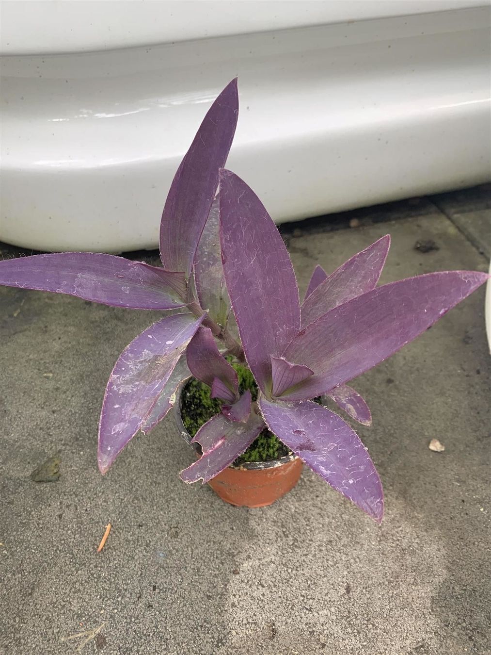 Piante & sementi: Mexikanische Dreimasterblume! – Nuovo (secondo la descrizione) da Steffisburg venduto da Petroselium 1