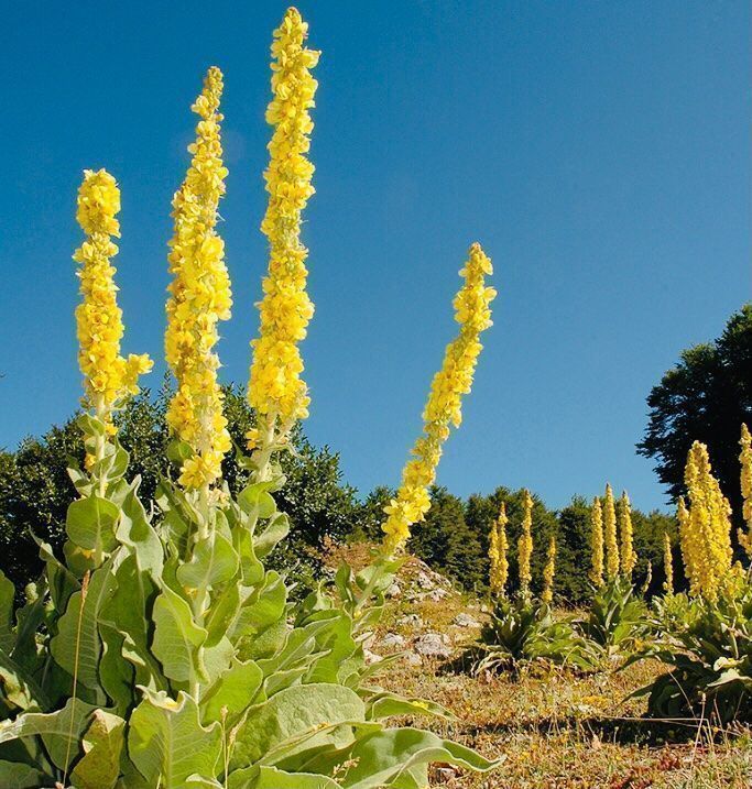 Pflanzen & Samen: 50 SAMEN Konigskerze VERBASCUM TAPSUS – Neu und originalverpackt aus Rovio von POSITIFFARTandPLANTS 3