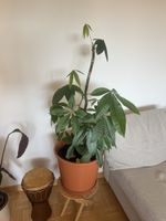 Pachira aquatica Geldbaum Zimmerpflanze im Topf gross