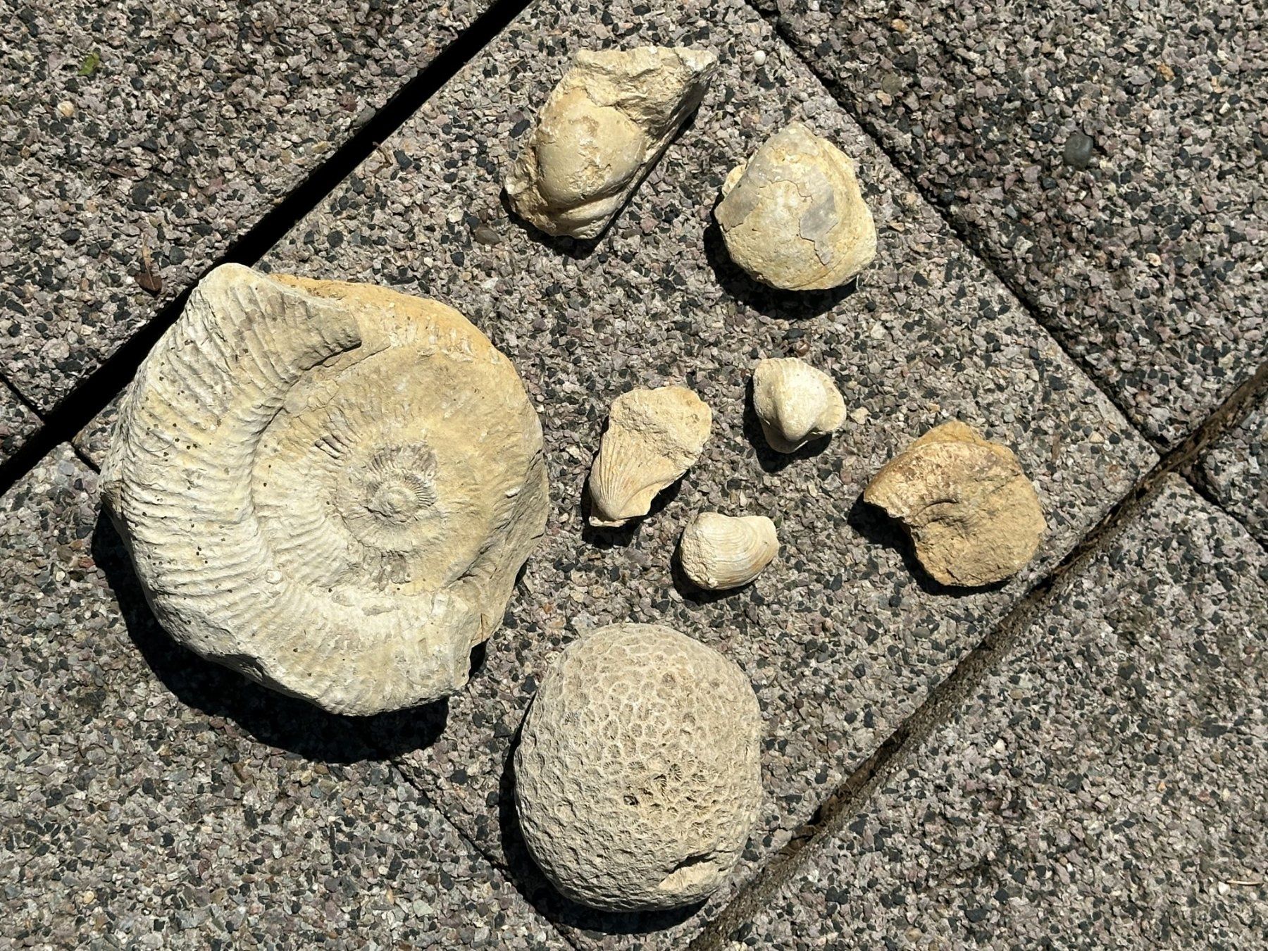 Fossilien: Fossilien, Versteinerungen – Gebraucht aus Neudorf von ManuelaCornelia 1