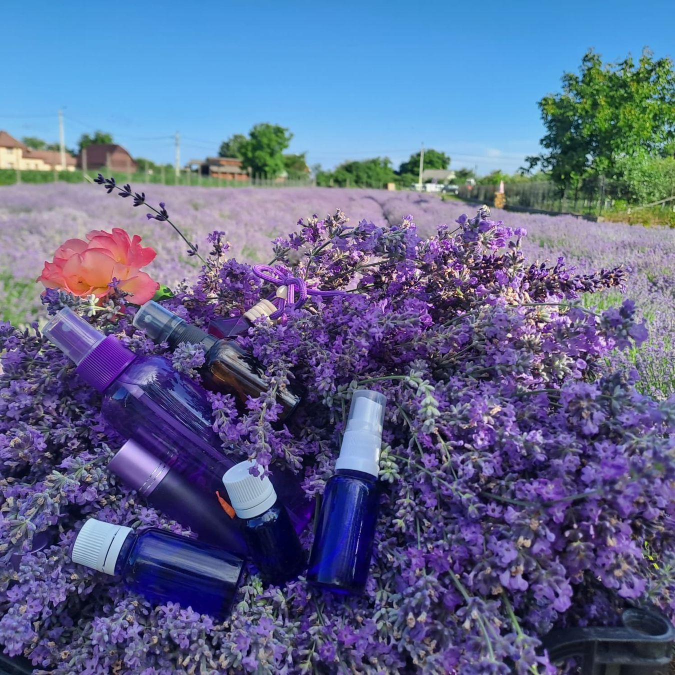 Ätherische Öle: Natürliches Lavendelöl 30ML – Neu (gemäss Beschreibung) aus Kreuzlingen von AlinB 3