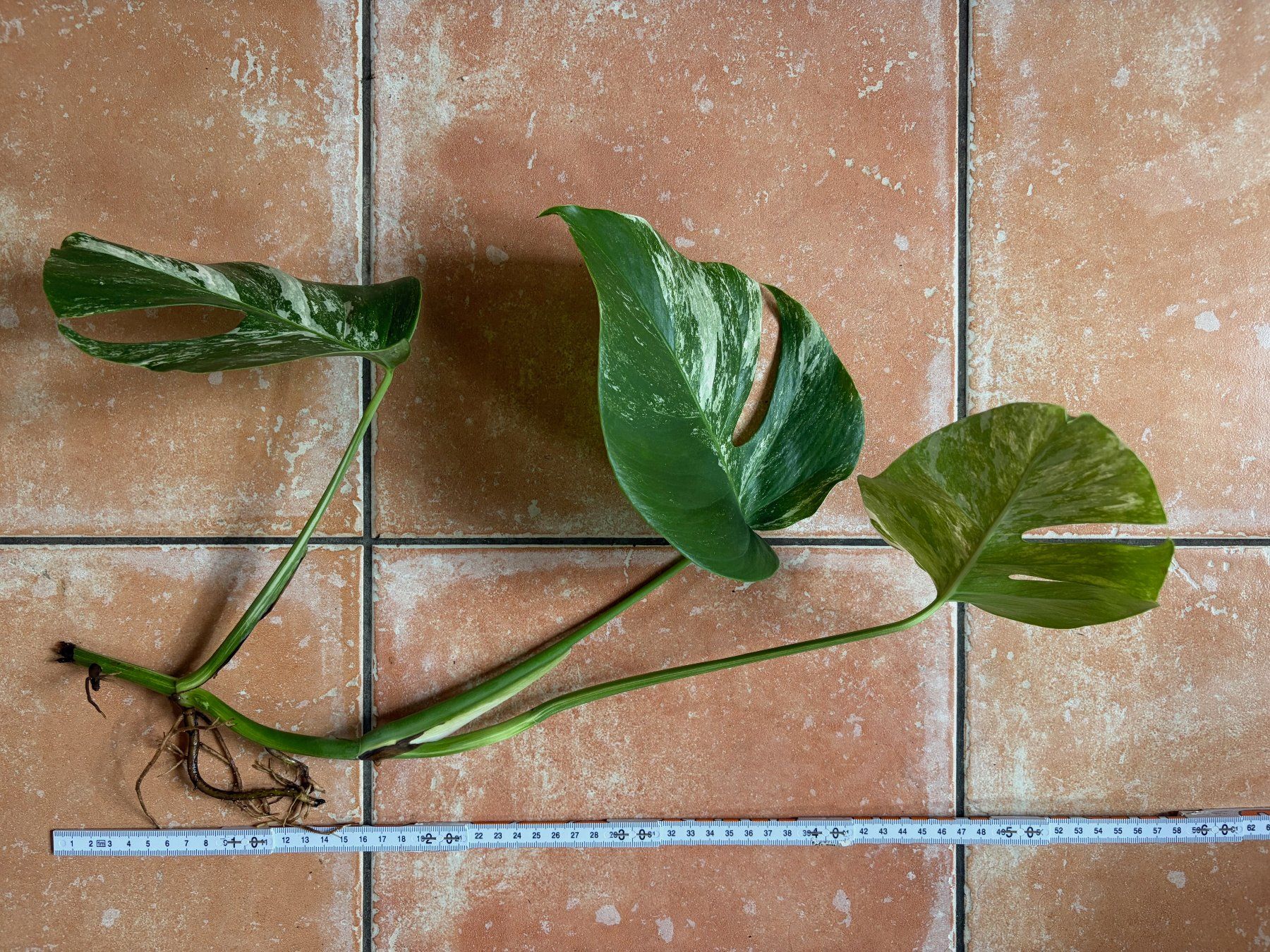 Piante & sementi: Monstera variegata, bewurzelter Steckling – Nuovo (secondo la descrizione) da Winterthur venduto da Aniger 1