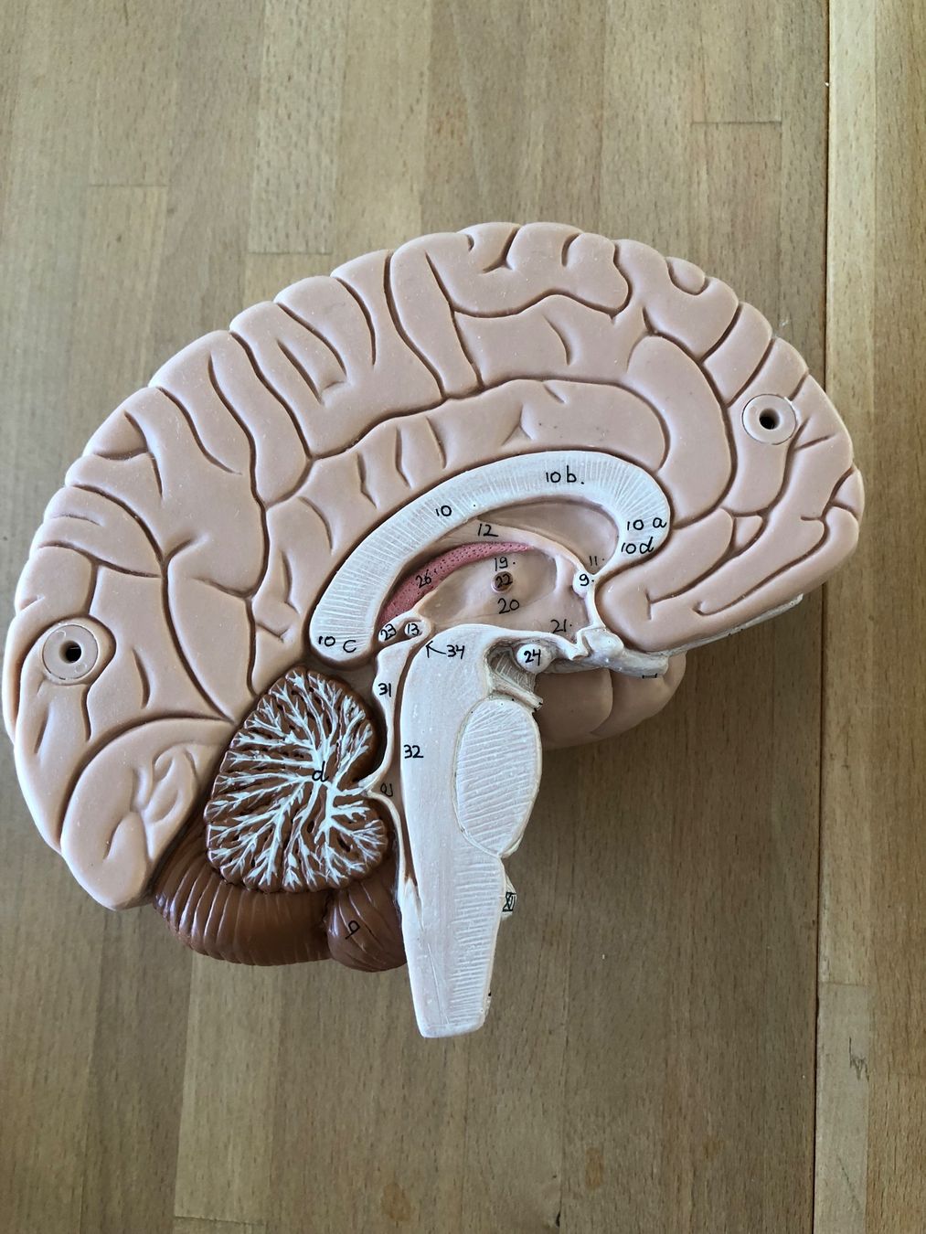 Modellbausätze & Standmodelle: Anatomisches Modell Gehirn – Gebraucht aus Zug von jim_floyd 4