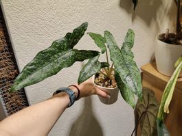 Alocasia shattered glass