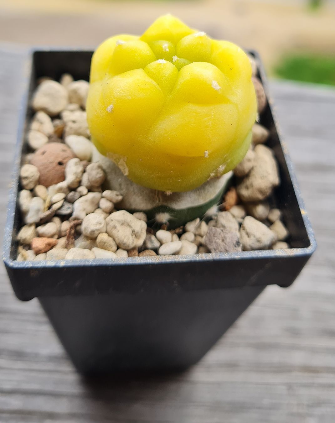 Pflanzen & Samen: Lophophora Diffusa Variegata Graft – Gebraucht aus Basel von fra_h7bq 3