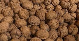 1,5 Kg Baumnüsse Ernte 2026