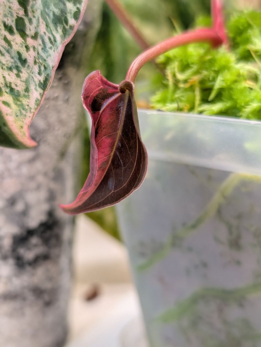 Piante & sementi: Anthurium 'Hot Barbie' Pink Variegata – Nuovo (secondo la descrizione) da Faulensee venduto da plantmama 5