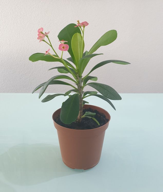 Euphorbia milii (Crown of Thorns) – Ricardo's Nursery