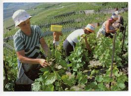 EPESSES Weinbau, Weinlese, Vigneron Georges Fonjallaz