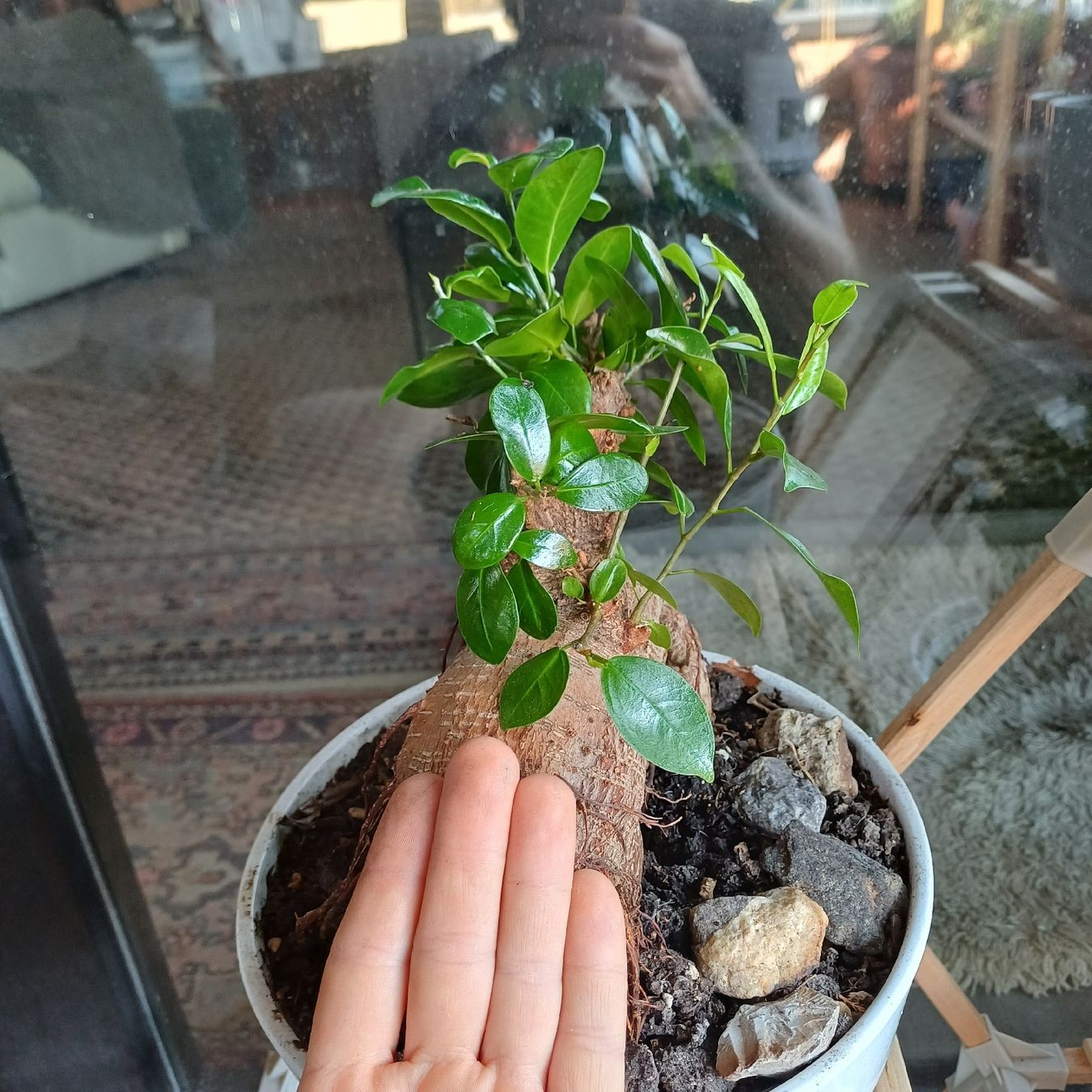 Piante & sementi: bonsai Gingseng 2 – Nuovo (secondo la descrizione) da Paradiso venduto da botanica.bruta 3