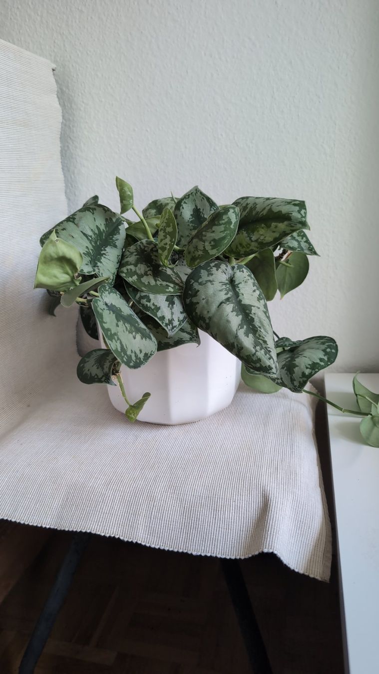 Plantes & graines: Satin Pothos – D'occasion à Wallisellen par ali_x62p 8