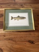 Sammlung: 8 Fluss und Seefisch Bilder gold gerahmt