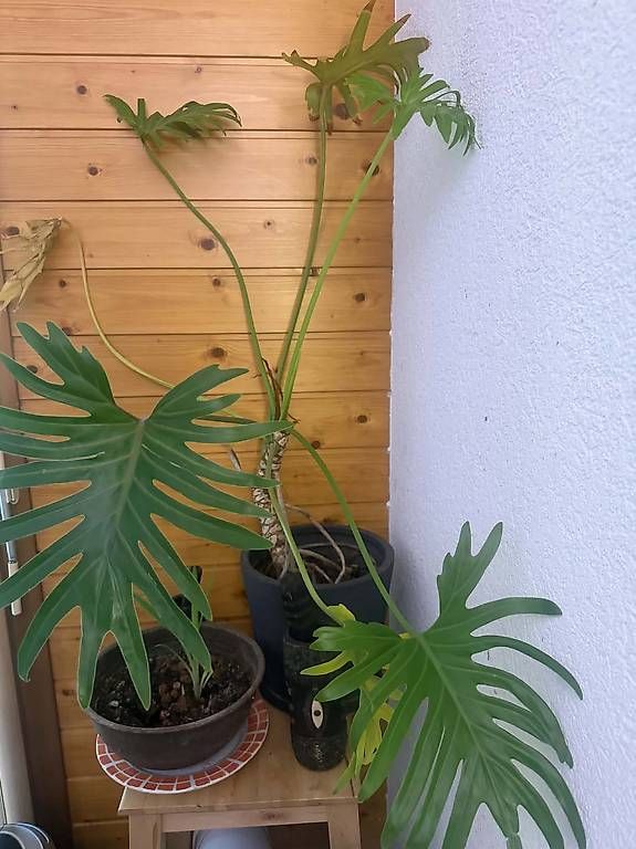 Piante & sementi: Plante adules deco – Usato da torgon venduto da gucci39 2