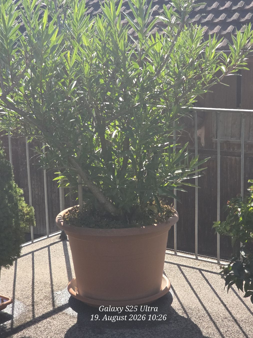 Plantes & graines: Sehr Käfiger Oleander – D'occasion à Sonterswil par 1234ralf 4