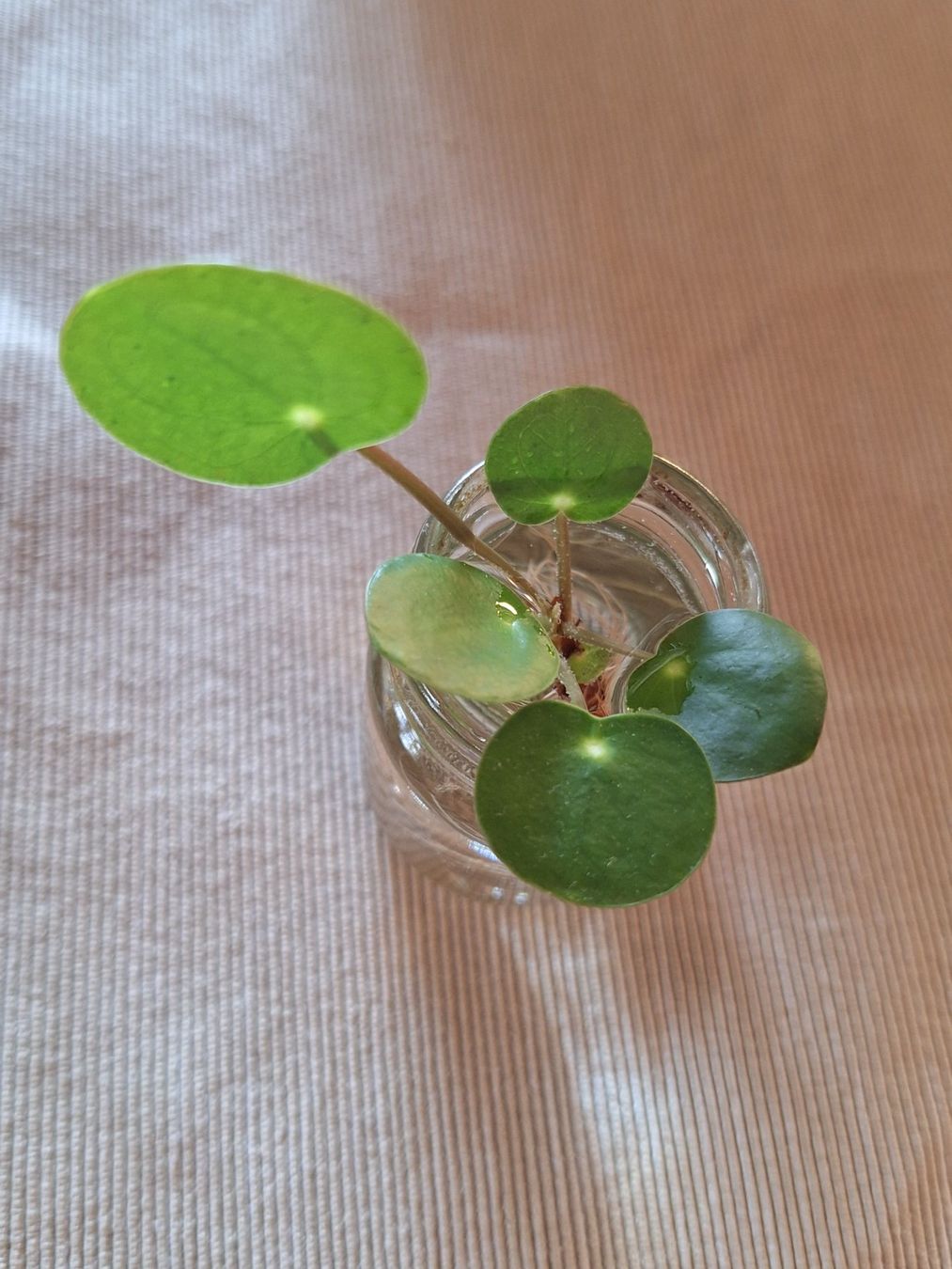 Piante & sementi: Pilea Peperomioides, Ufopflanze – Usato da Zürich venduto da riswa67