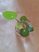 Pilea Peperomioides, Ufopflanze