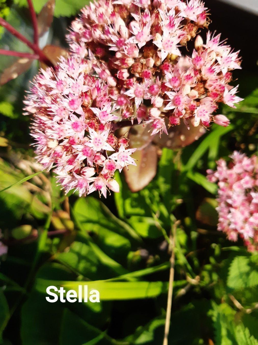 Piante & sementi: Fette henne stella sedum – Usato da Ibach venduto da chaemilochhobbygarte 1