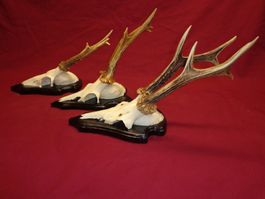 Reh, Geweihe, Trophäe, Horn, Dekoration, Jagd Abwurfstangen