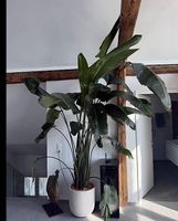 Strelizia Nicolai 3,6 Meter 