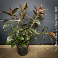 Ficus Elastica Melany - Sechsfach verzweigter Gummibaum