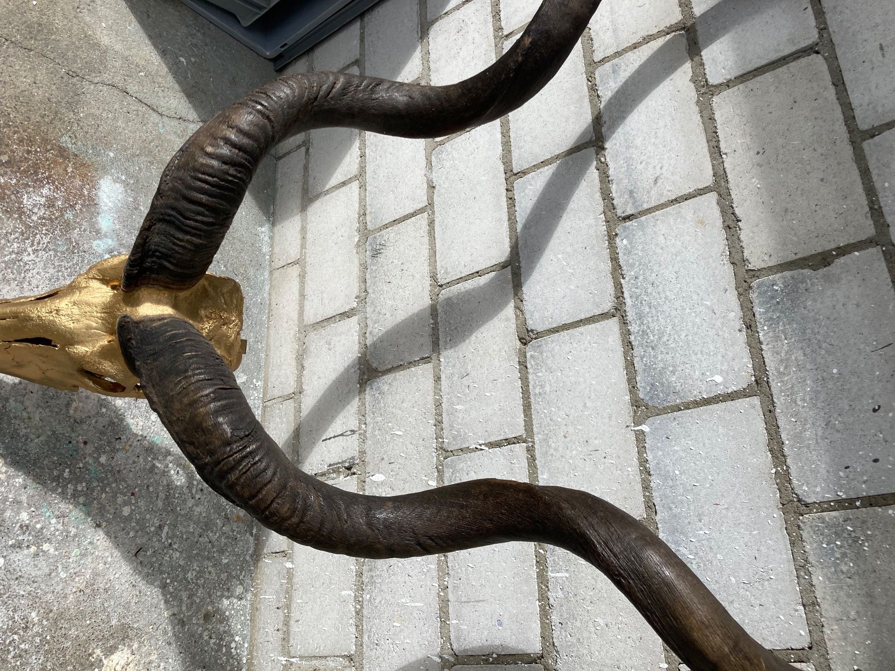 Il mondo degli animali: Kudu Trophäe 1 – Usato da Grosswangen venduto da arum01 2