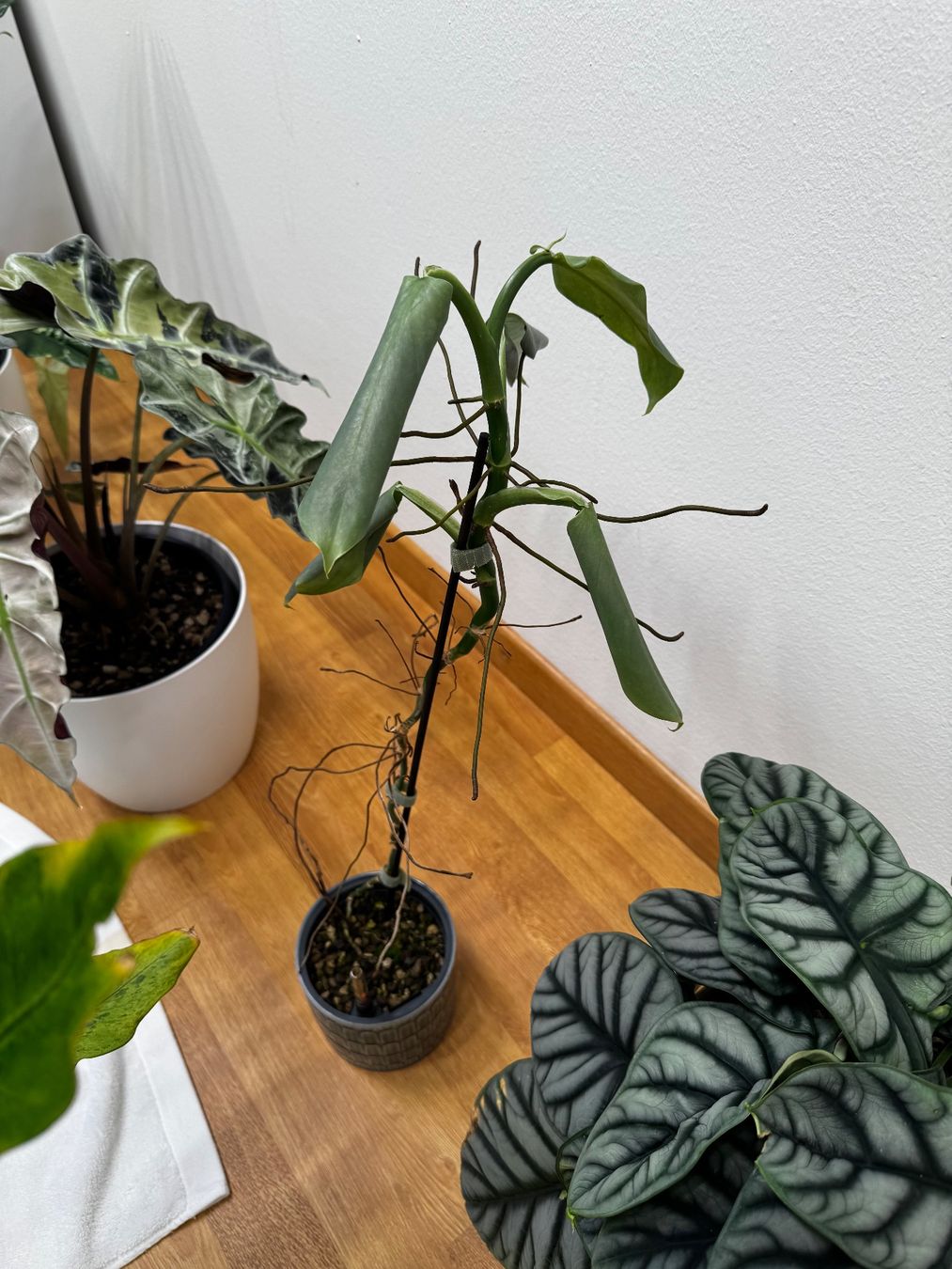 Piante & sementi: 🌱 Sadplant: Philodendron silver sword – Usato da Niederbuchsiten venduto da GreenGems 1