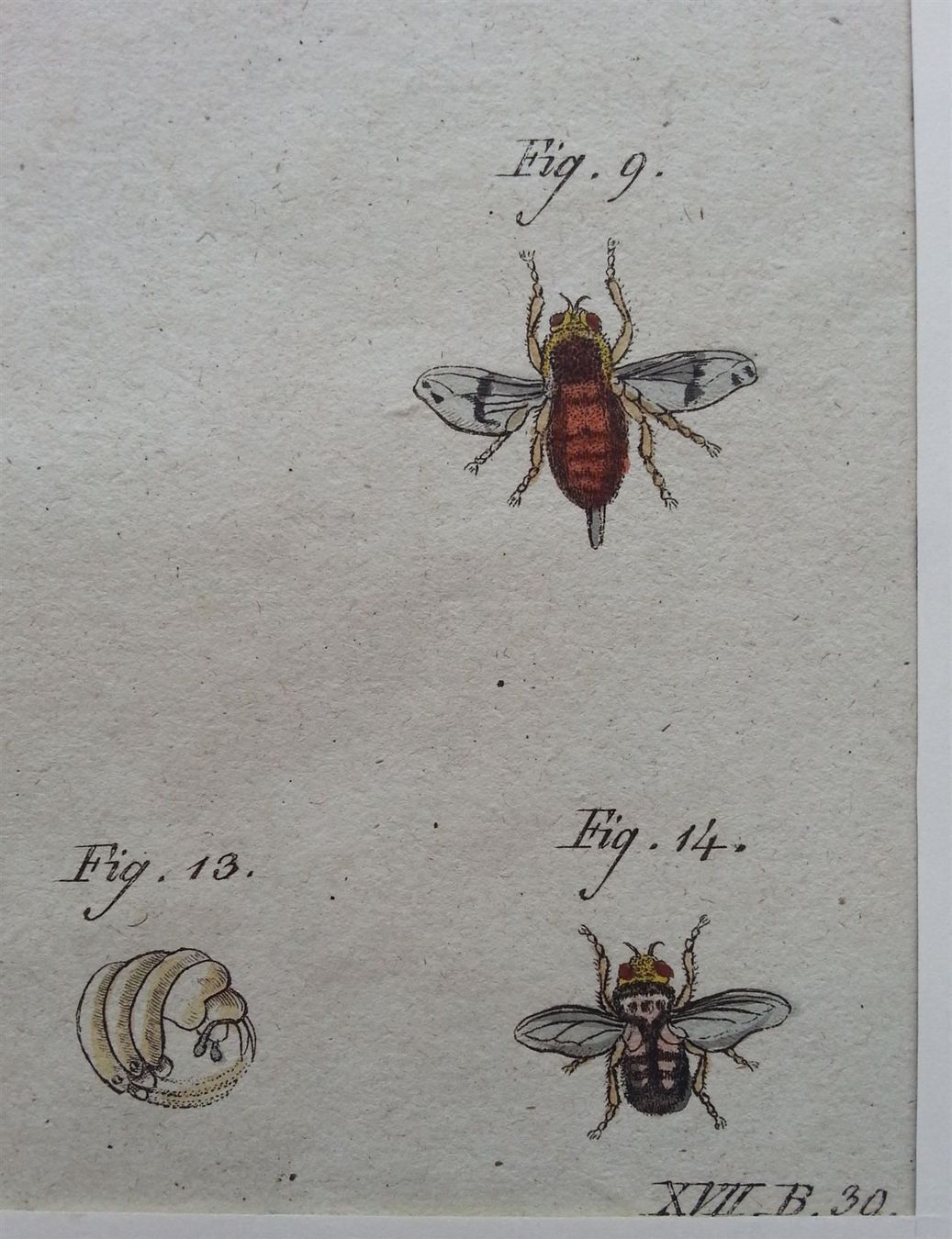 Incisioni: Kupferstich 2x Schädlinge, J. Schmuzer, um 1790 – Usato da Oberriet SG venduto da ganesh435 3