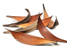 Kokospalmenblatt M 30-40 cm - 6 Stück / Basteln Dekoration