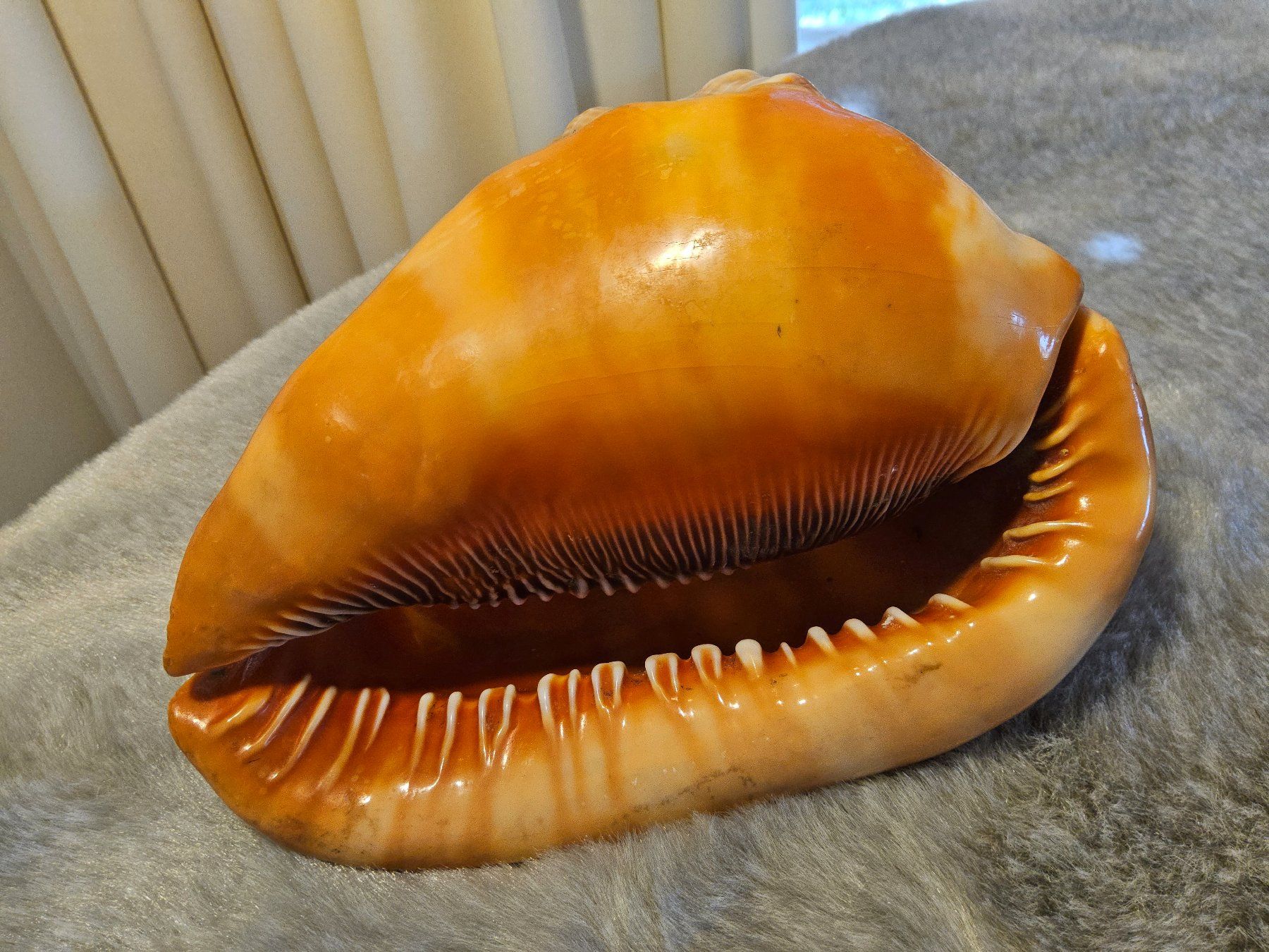 Lampade: Antike Art Déco geschnitzte Conch Shell, ca 1920, Lampe – Usato da Zürich venduto da sanwit 2