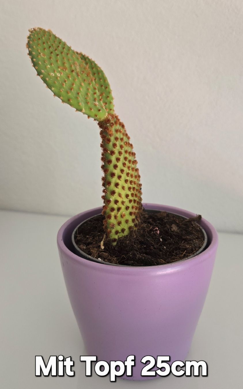 Piante & sementi: Schöner Feigenkaktus (Opuntia) – Nuovo (secondo la descrizione) da Aarburg venduto da Glitzerschein