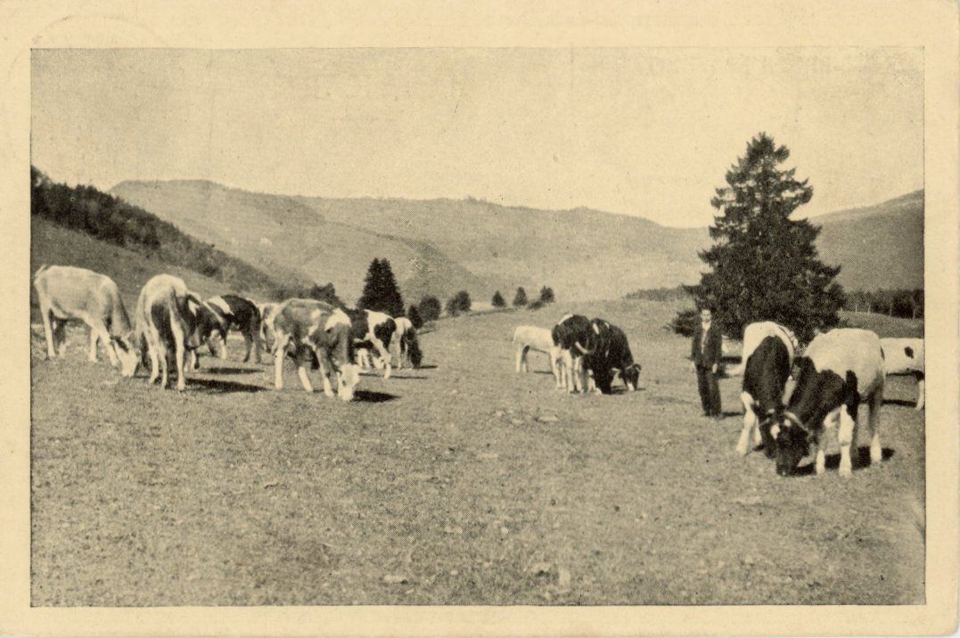 Cartes postales: Gross-Brunnersberg   SO   -   Alpweide      um 1932 – D'occasion à Brig par Valcards54