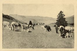Gross-Brunnersberg   SO   -   Alpweide      um 1932