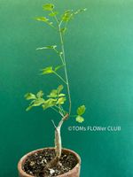 Bursera Fagaroides / Duft-Bursera .