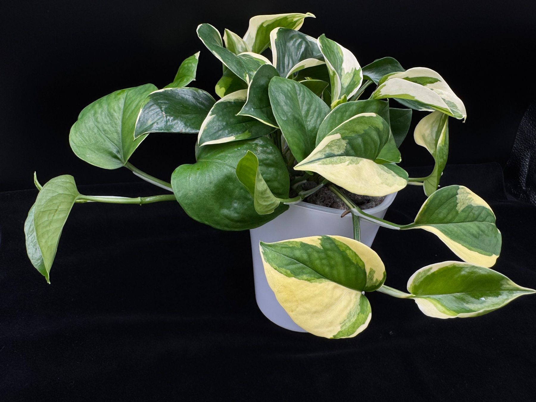 Piante & sementi: Epipremnum aureum 'Manjula Poonsin' – Nuovo (secondo la descrizione) da Bühler venduto da googelibear 3