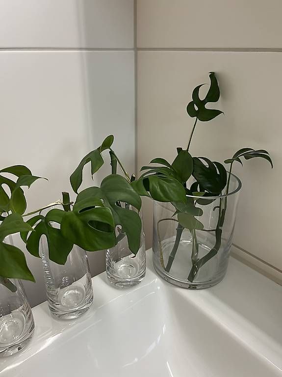 Piante & sementi: Monstera minima - Stecklinge – Usato da Sargans venduto da -VS- 2