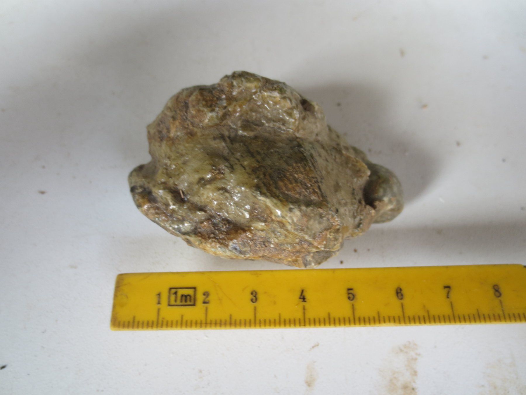 Minéraux & Lithothérapie: Fossil – Neuf (Voir description) à Weier im Emmental par waefler03 3