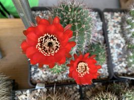 Echinopsis thionantha