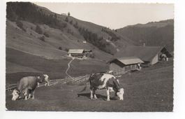 MORGINS Paysage près de Morgins, vaches