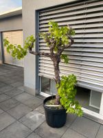 Wunderschöner Weinstock Rebe Trauben