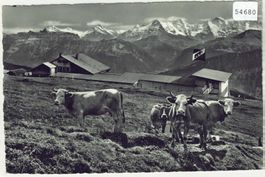 Restaurant Berghaus Niederhorn - Beatenberg - Kühe