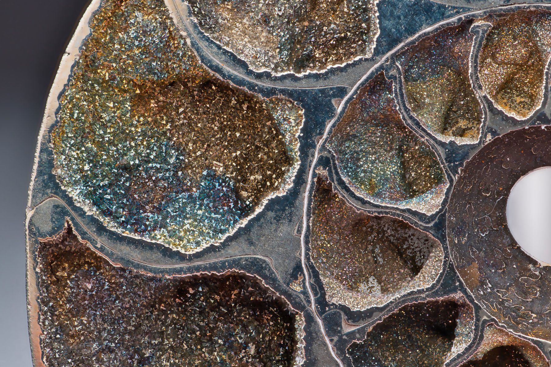 Fossili: Rainbow Pyrite Ammonite Cross-Section · Museum Grade – Usato da Zürich venduto da mau_8fvw