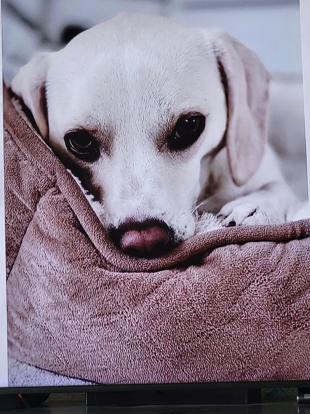 Cucce & Letti: Kuscheliges Katzenbett / Hundebett – Usato da Eschenbach SG venduto da Mr.PP-Green