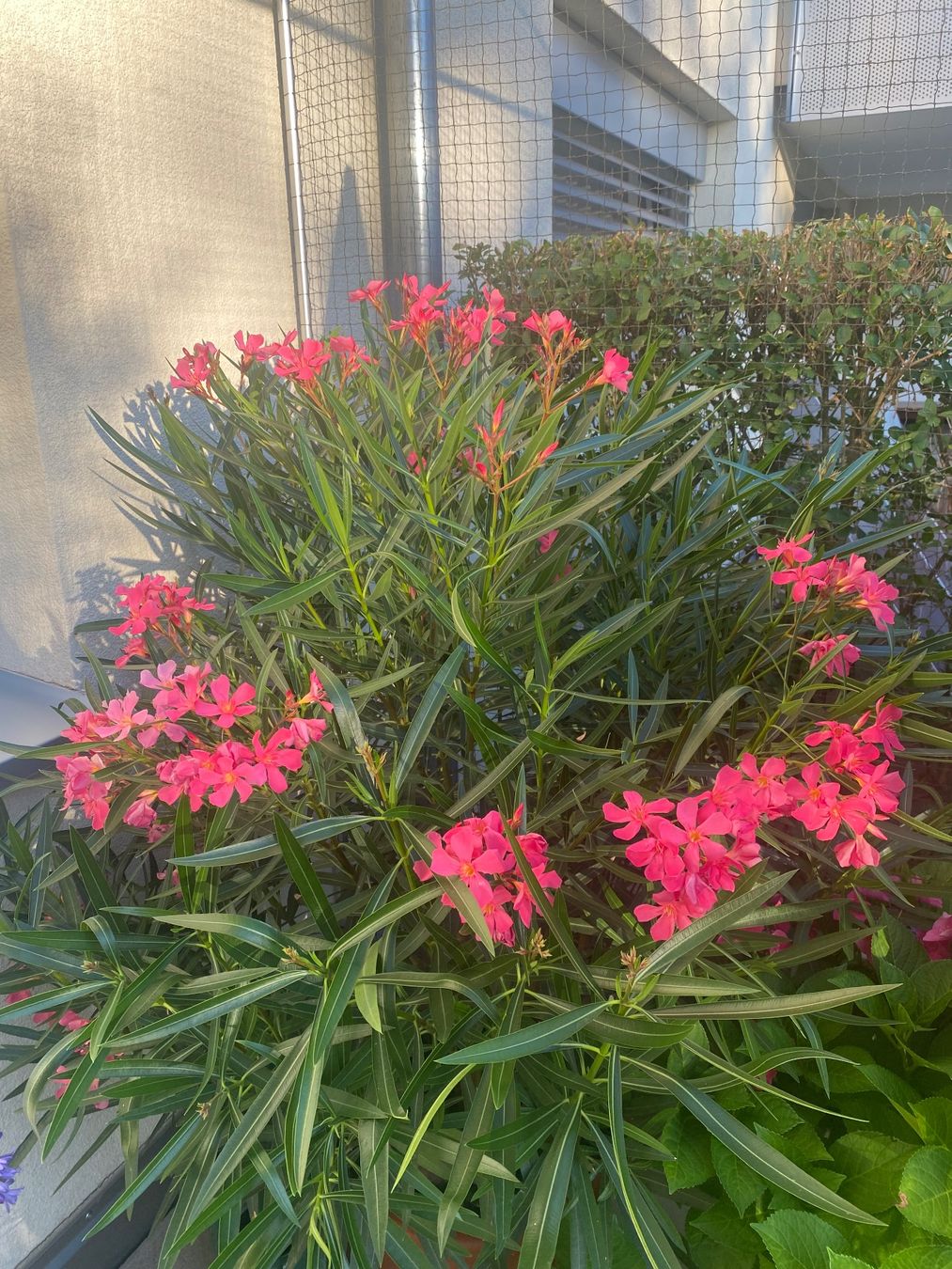 Plantes & graines: Oleander rosa, Höhe 155 cm – Neuf (Voir description) à Alchenflüh par smart- 1