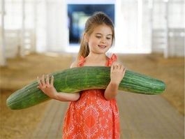 MELON SERPENT ARMENIEN 10g