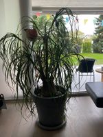 Elefantenfuss Pflanze Beaucarnea gebraucht im Topf