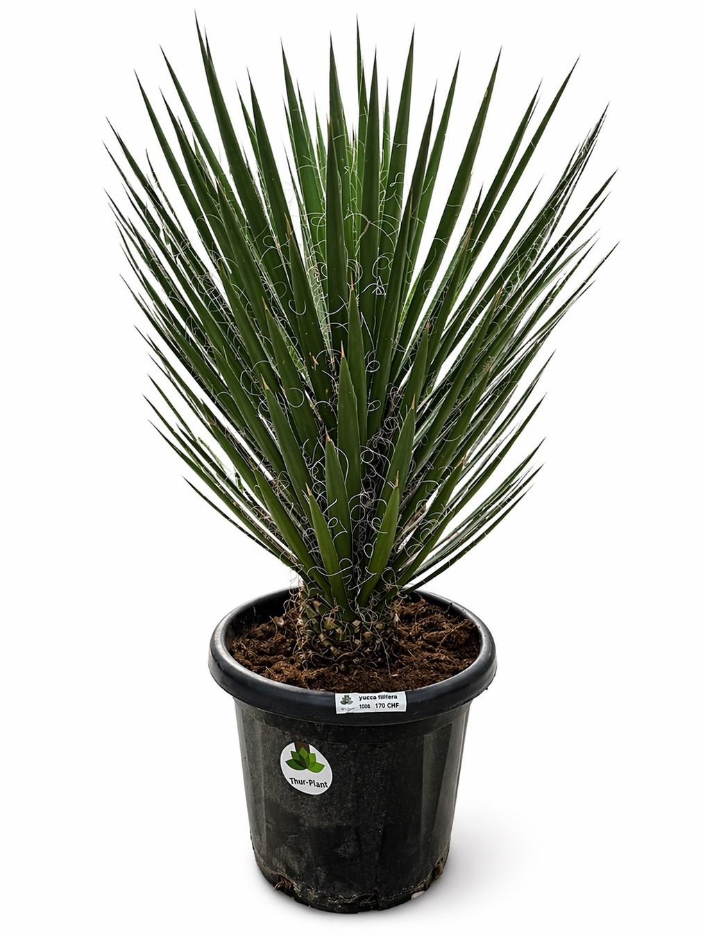 Piante & sementi: Yucca Filiferia - Versand möglich – Nuovo e nell'imballaggio originale da Zuckenriet venduto da Thur_Plant