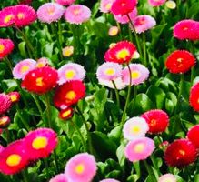 100 samen MIX  Gansenblumchen BELLIS PERENNIS 🌸 100 graines
