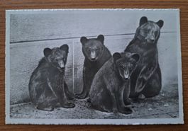 🇨🇭 "Fosse aux ours" Berne datée en 1941, carte postale