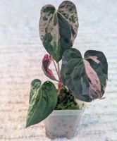 Anthurium Hot Barbie Pink Variegata