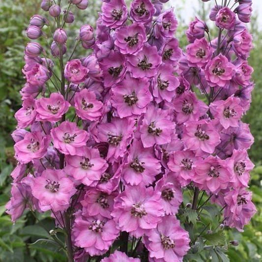 Pflanzen & Samen: 50 Samen Rittersporn ASTOLAT Blume – Neu (gemäss Beschreibung) aus Ehrendingen von VerveinaSamen 2